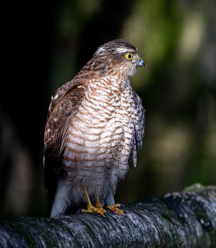 Sparrowhawk on a branch