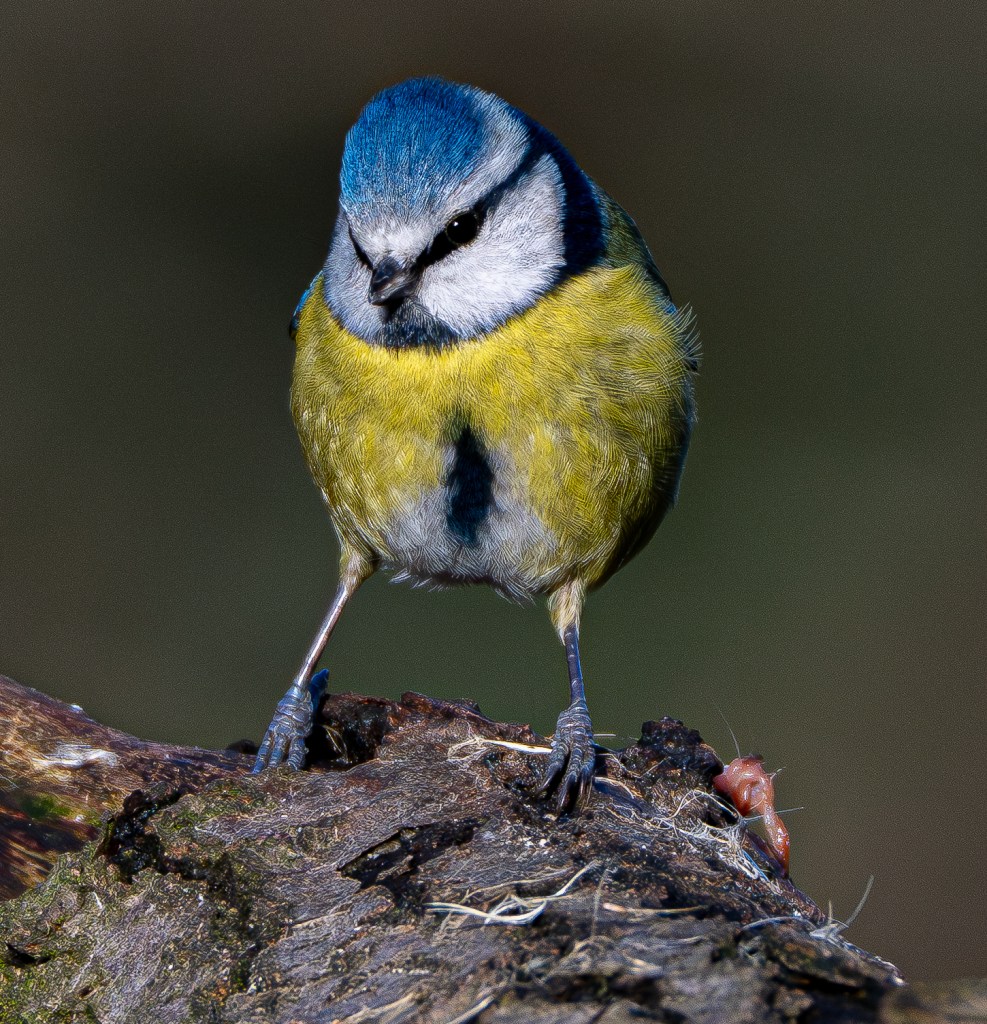 Bluetit