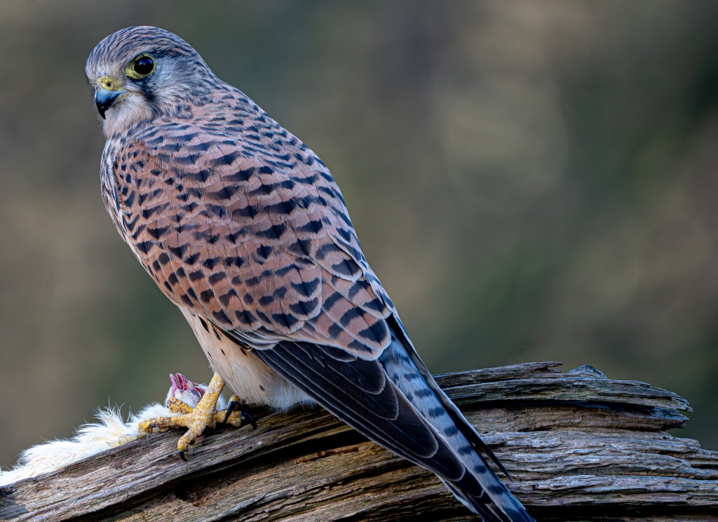 Kestrel_Photo