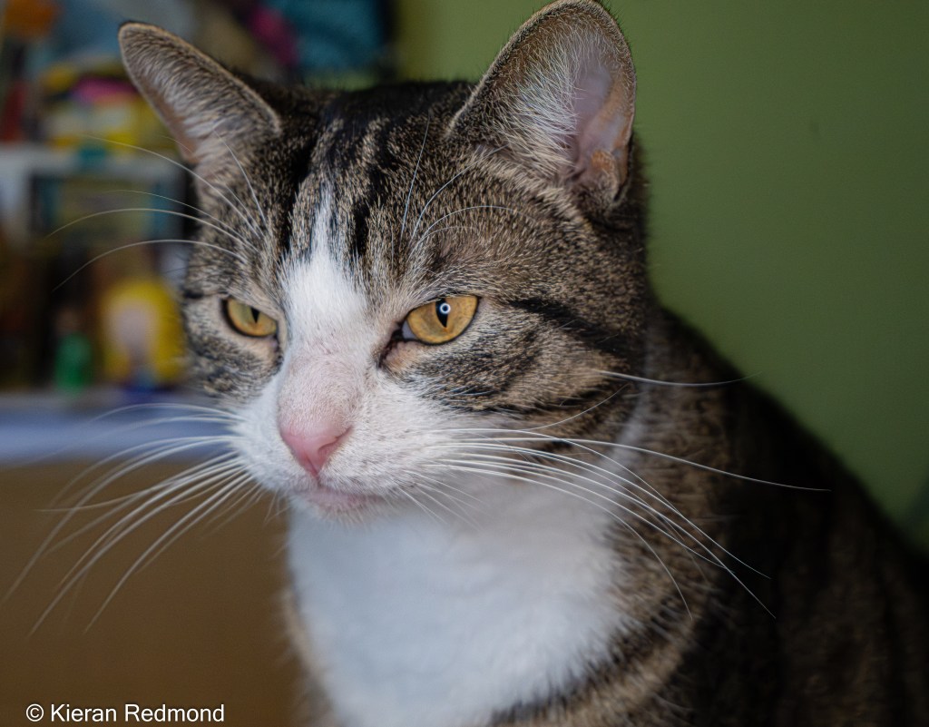 Ernest the Tabby Cat