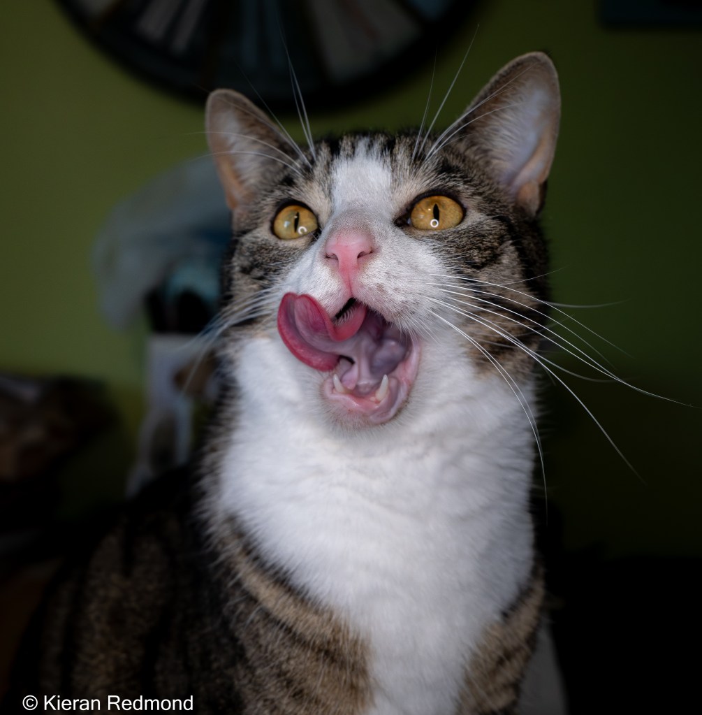 Ernest the Tabby Cat