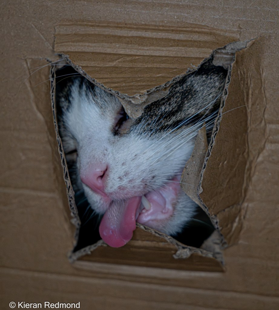 Ernest the Tabby Cat