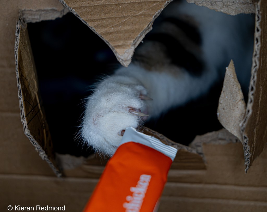 Ernest the Tabby Cat Paw