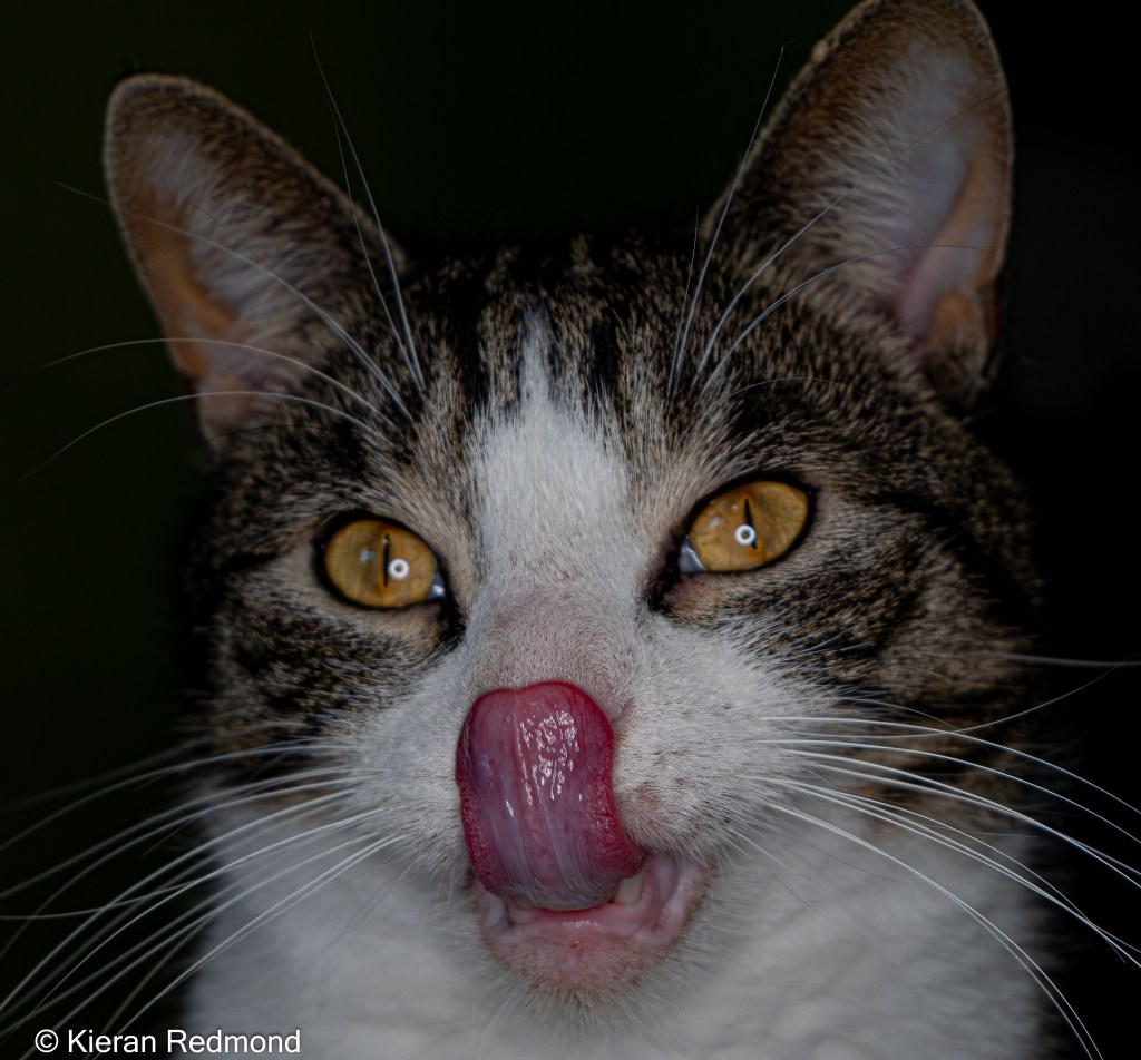 Ernest the Tabby Cat