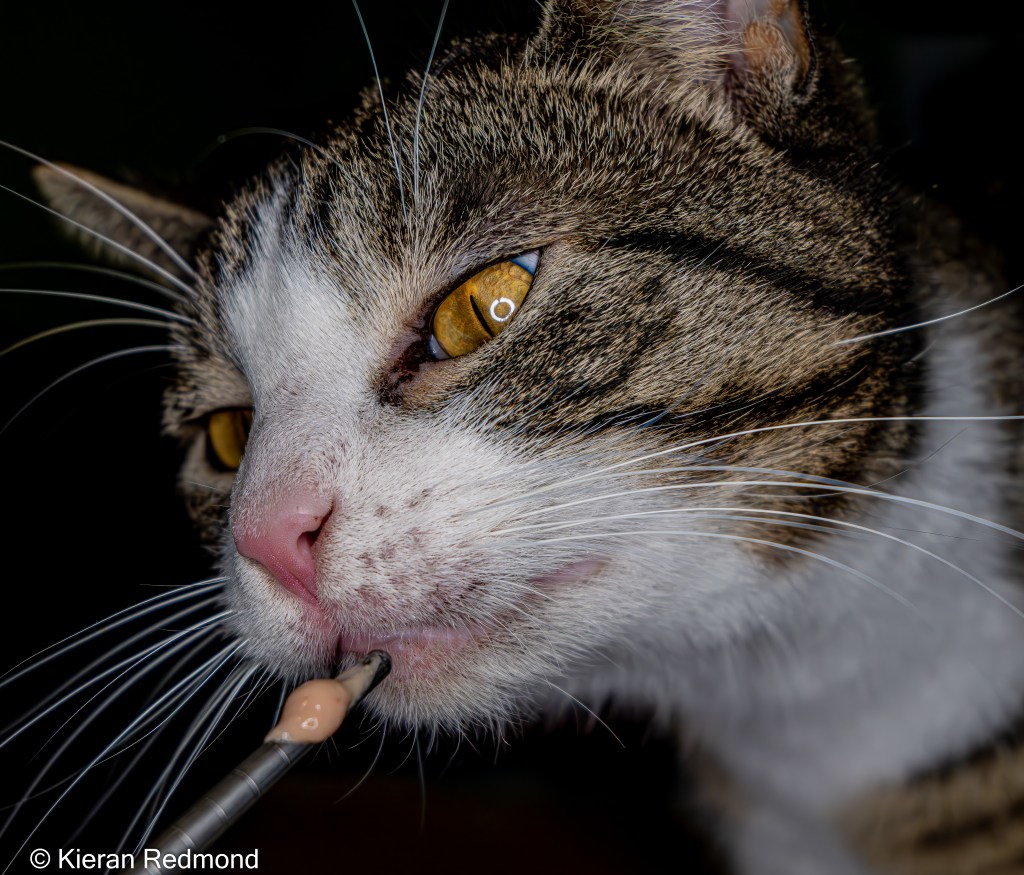 Ernest the Tabby Cat