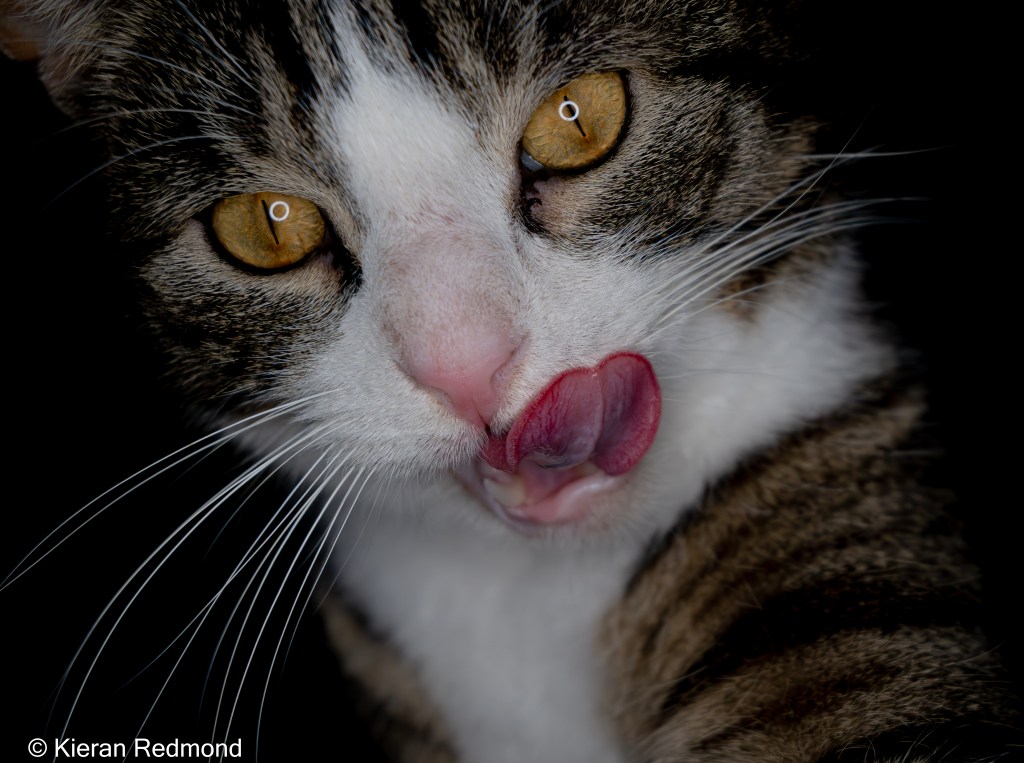 Ernest the Tabby Cat