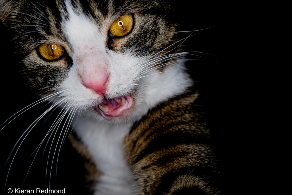 Ernest the Tabby Cat