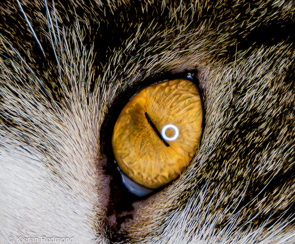 Ernest the Tabby Cat Eye